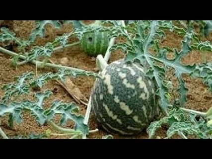 عشبة صغيرة موجودة في منزلك تساعد على خفض السكر الزائد في الدم.. تعرف عليها