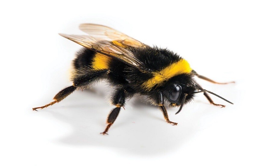 مشاعر النحل ليست فردية: التفاؤل ينتقل بصريًا ويغيّر سلوك المستعمرة