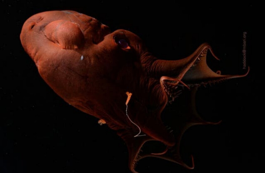 الحبار مصاص الدماء يكشف أسرار 300 مليون سنة من التطور