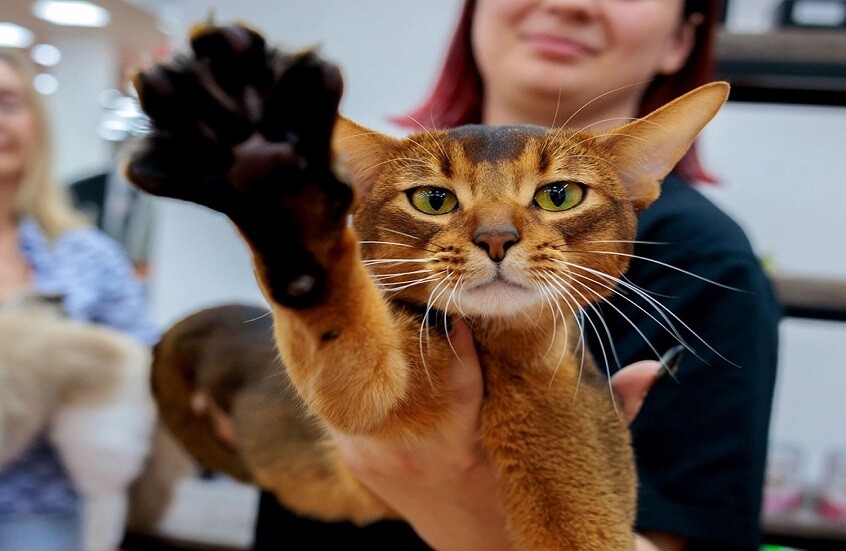 قط روسي من سلالة الحبشية يتوج بلقب "أجمل قط على الكوكب"