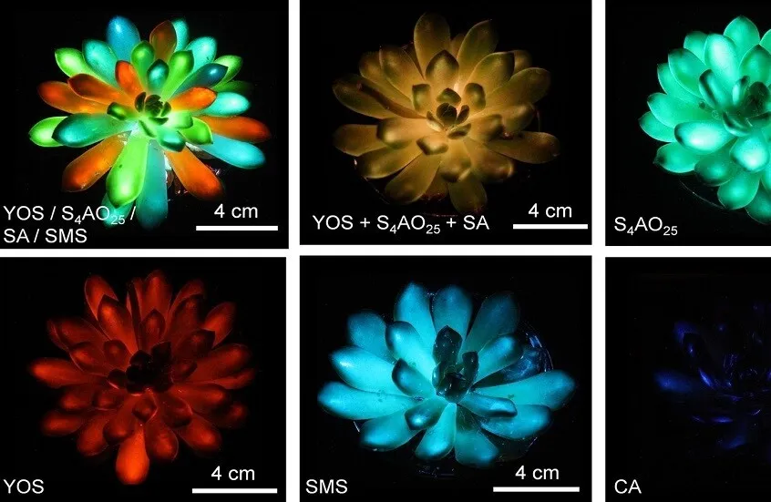علماء صينيون يبتكرون نباتات عصارية تتوهج في الظلام
