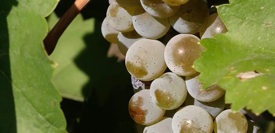 مكمل غذائي جديد يُظهر نتائج واعدة في خفض مستويات السكر والدهون لدى المصابين بمرحلة ما قبل السكري