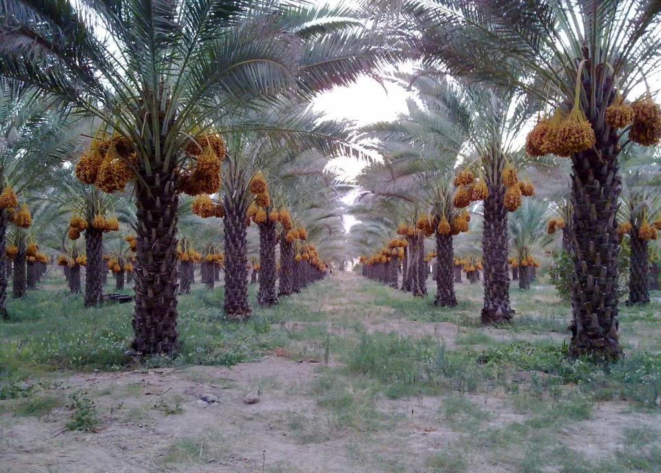 وزارة الزراعة المصرية  تطلق الدورة الثامنة من المهرجان الدولي للتمور بالواحات البحرية