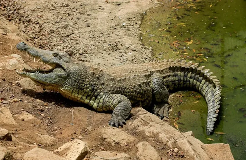 مصر.. رعب في قرية بالشرقية بعد ظهور تماسيح وتحرك عاجل من السلطات