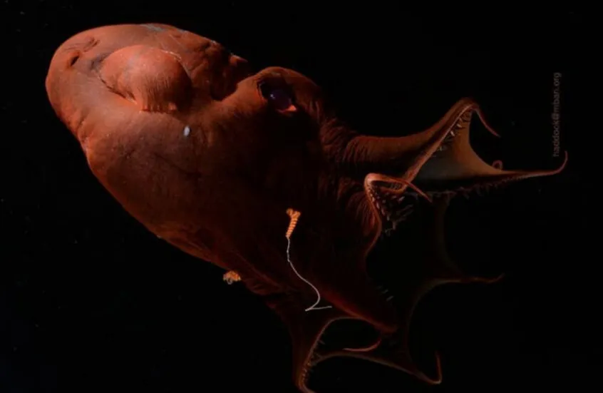 الحبار مصاص الدماء يكشف أسرار 300 مليون سنة من التطور