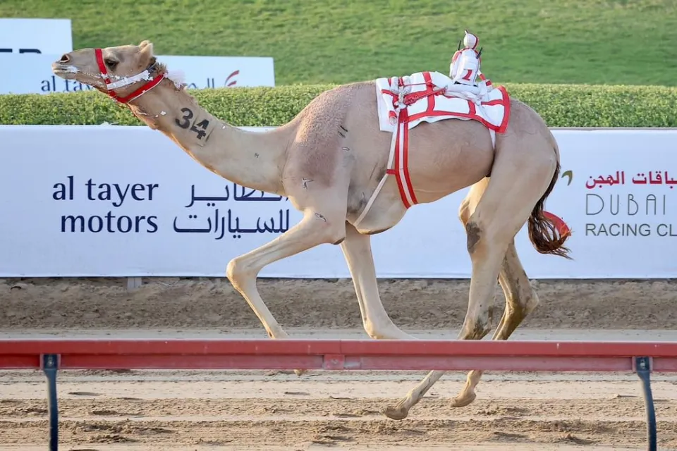 مزنه و"حساس" يتصدران منافسات الرموز في مهرجان سمو ولي عهد دبي للهجن