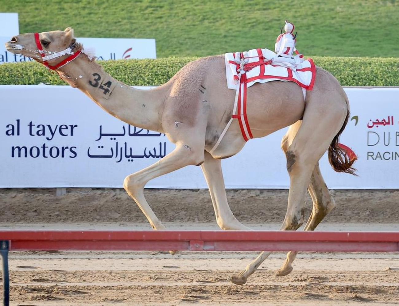 مزنه و"حساس" يتصدران منافسات الرموز في مهرجان سمو ولي عهد دبي للهجن